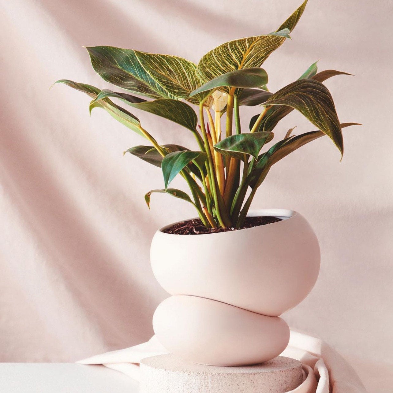 Fondra Self Watering Planter